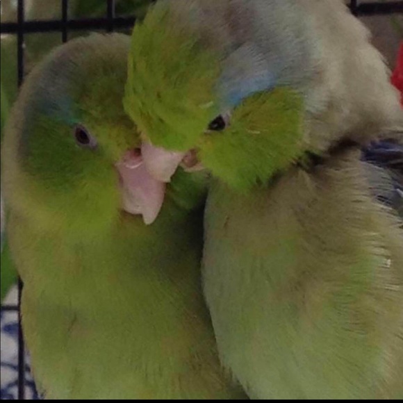 Not for sale— most of my pets, some who have passed over the Rainbow Bridge. 🥹 - Picture 7 of 16